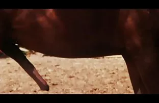 XXX Creampie untuk seorang cerita sex sex sedarah siswa muda